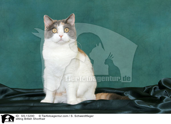 sitzende Britisch Kurzhaar / sitting British Shorthair / SS-13290