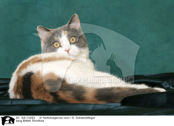 liegende Britisch Kurzhaar / lying British Shorthair / SS-13293