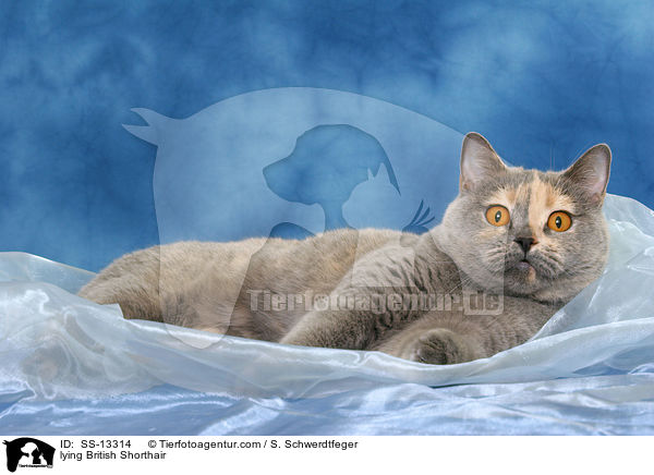 liegende Britisch Kurzhaar / lying British Shorthair / SS-13314