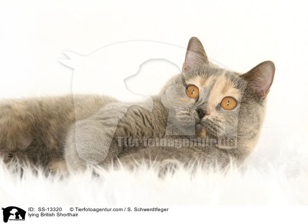 liegende Britisch Kurzhaar / lying British Shorthair / SS-13320