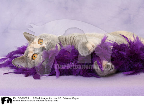 British Shorthair she-cat with feather boa / SS-13331