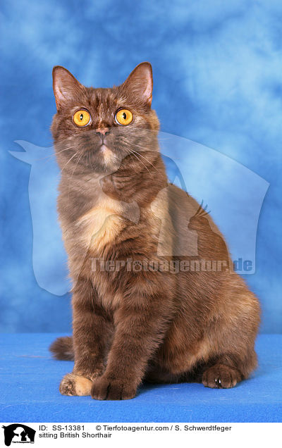 sitzende Britisch Kurzhaar / sitting British Shorthair / SS-13381