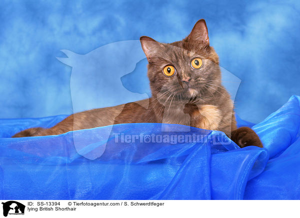 liegende Britisch Kurzhaar / lying British Shorthair / SS-13394