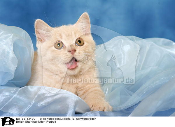 Britisch Kurzhaar Ktzchen Portrait / British Shorthair kitten Portrait / SS-13430