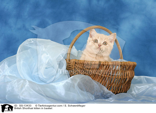 Britisch Kurzhaar Ktzchen im Krbchen / British Shorthair kitten in basket / SS-13433