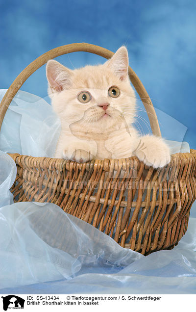 Britisch Kurzhaar Ktzchen im Krbchen / British Shorthair kitten in basket / SS-13434