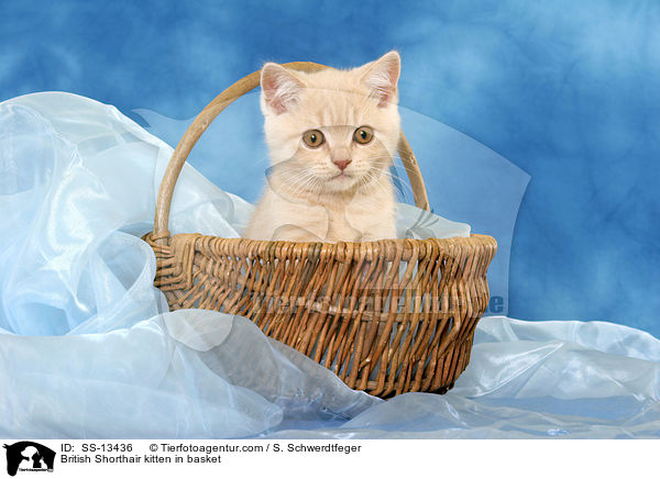 Britisch Kurzhaar Ktzchen im Krbchen / British Shorthair kitten in basket / SS-13436