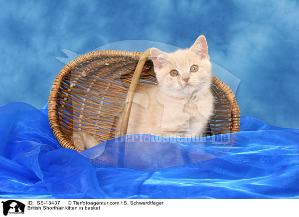 Britisch Kurzhaar Ktzchen im Krbchen / British Shorthair kitten in basket / SS-13437