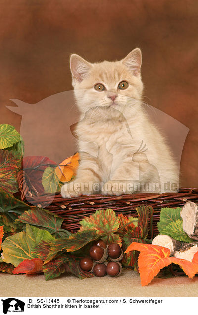 Britisch Kurzhaar Ktzchen in Krbchen / British Shorthair kitten in basket / SS-13445