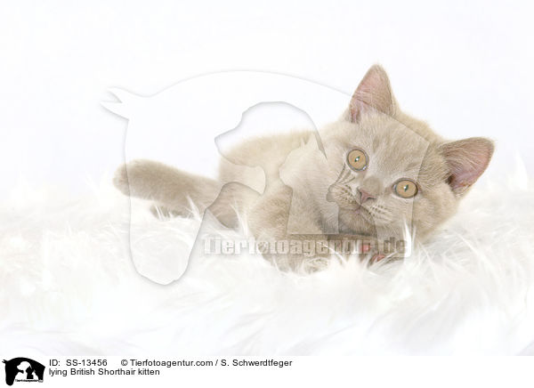 liegendes Britisch Kurzhaar Ktzchen / lying British Shorthair kitten / SS-13456