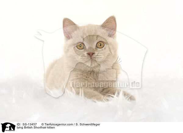 liegendes Britisch Kurzhaar Ktzchen / lying British Shorthair kitten / SS-13457