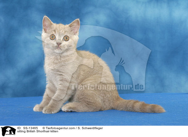 sitzendes Britisch Kurzhaar Ktzchen / sitting British Shorthair kitten / SS-13465