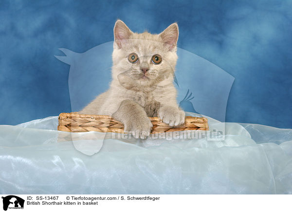 British Shorthair kitten in basket / SS-13467