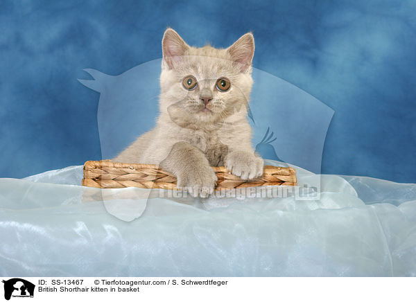 Britisch Kurzhaar Ktzchen in Krbchen / British Shorthair kitten in basket / SS-13467