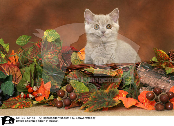 Britisch Kurzhaar Ktzchen in Krbchen / British Shorthair kitten in basket / SS-13473