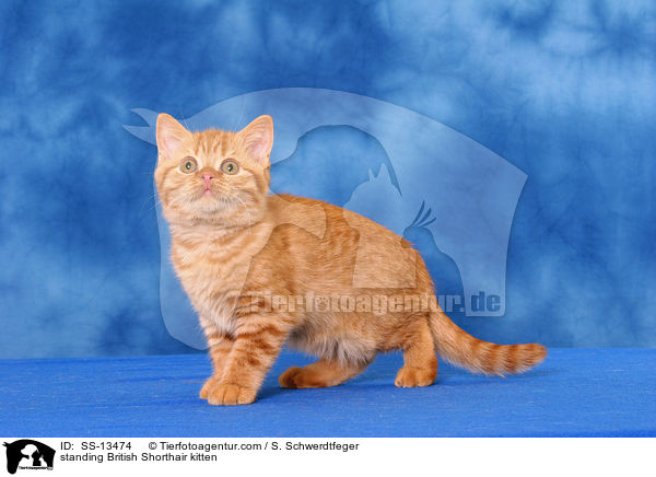 stehendes Britisch Kurzhaar Ktzchen / standing British Shorthair kitten / SS-13474