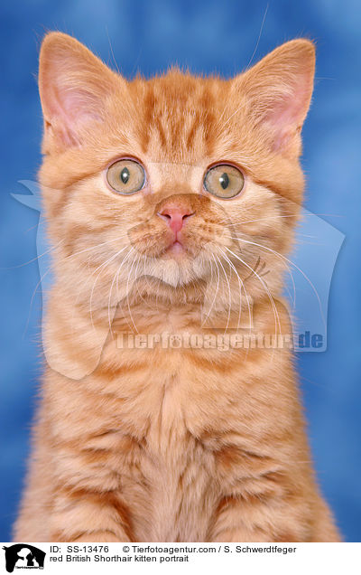 red British Shorthair kitten portrait / SS-13476