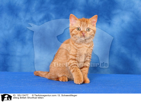 sitzendes Britisch Kurzhaar Ktzchen / sitting British Shorthair kitten / SS-13477