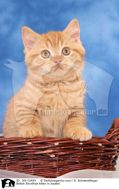 British Shorthair kitten in basket / SS-13493
