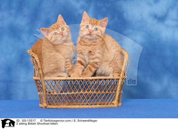 2 sitzende Britisch Kurzhaar Ktzchen / 2 sitting British Shorthair kitten / SS-13517