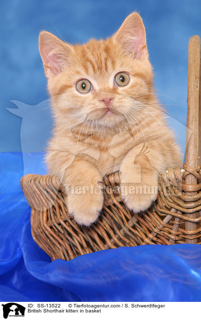 Britisch Kurzhaar Ktzchen in Krbchen / British Shorthair kitten in basket / SS-13522