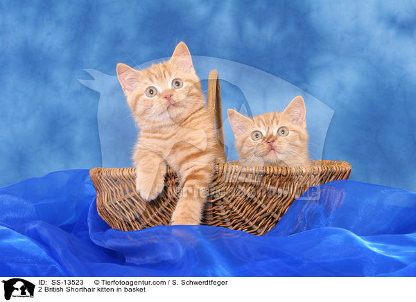 2 Britisch Kurzhaar Ktzchen im Krbchen / 2 British Shorthair kitten in basket / SS-13523