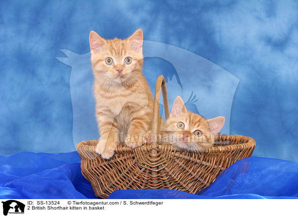 2 Britisch Kurzhaar Ktzchen im Krbchen / 2 British Shorthair kitten in basket / SS-13524