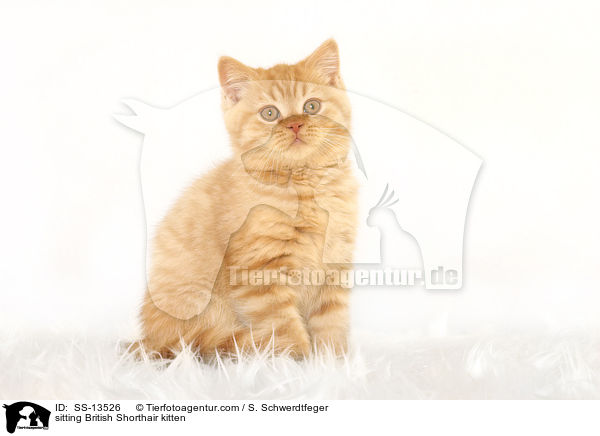 sitzendes Britisch Kurzhaar Ktzchen / sitting British Shorthair kitten / SS-13526