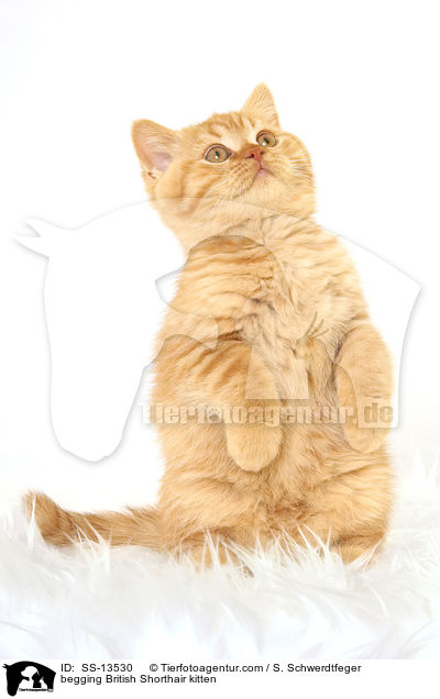 Britisch Kurzhaar Ktzchen macht Mnnchen / begging British Shorthair kitten / SS-13530