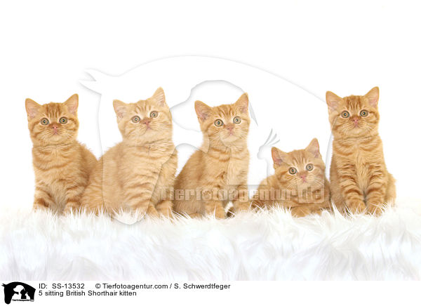 5 sitzende Britisch Kurzhaar Ktzchen / 5 sitting British Shorthair kitten / SS-13532