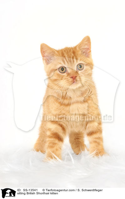 sitzendes Britisch Kurzhaar Ktzchen / sitting British Shorthair kitten / SS-13541