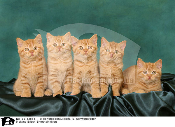 5 sitzende Britisch Kurzhaar Ktzchen / 5 sitting British Shorthair kitten / SS-13551