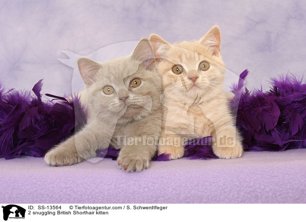 2 kuschelnde Britisch Kurzhaar Ktzchen / 2 snuggling British Shorthair kitten / SS-13564