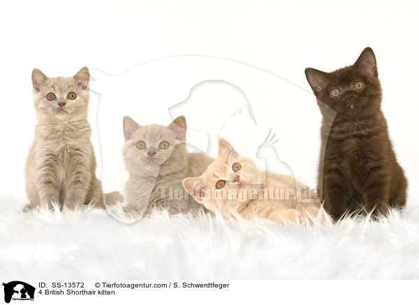 4 Britisch Kurzhaar Ktzchen / 4 British Shorthair kitten / SS-13572