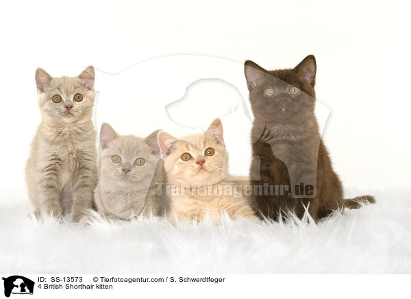 4 Britisch Kurzhaar Ktzchen / 4 British Shorthair kitten / SS-13573