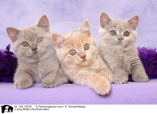 3 liegende Britisch Kurzhaar Ktzchen / 3 lying British Shorthair kitten / SS-13576