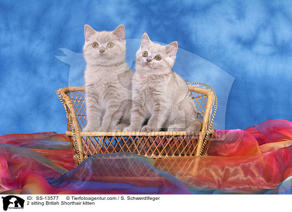 2 sitzende Britisch Kurzhaar Ktzchen / 2 sitting British Shorthair kitten / SS-13577