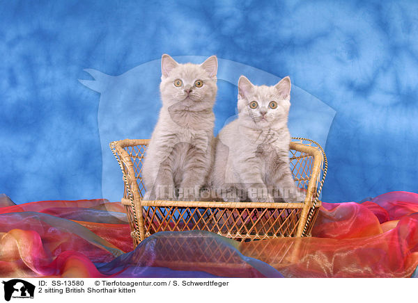 2 sitzende Britisch Kurzhaar Ktzchen / 2 sitting British Shorthair kitten / SS-13580