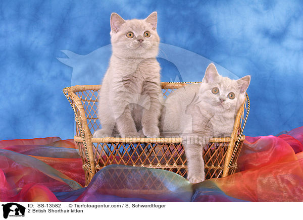 2 Britisch Kurzhaar Ktzchen / 2 British Shorthair kitten / SS-13582