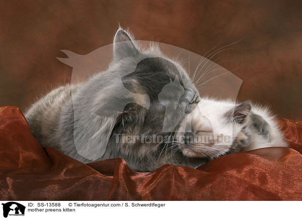 Britisch Kurzhaar Katzenmutter putzt Ktzchen / mother preens kitten / SS-13588