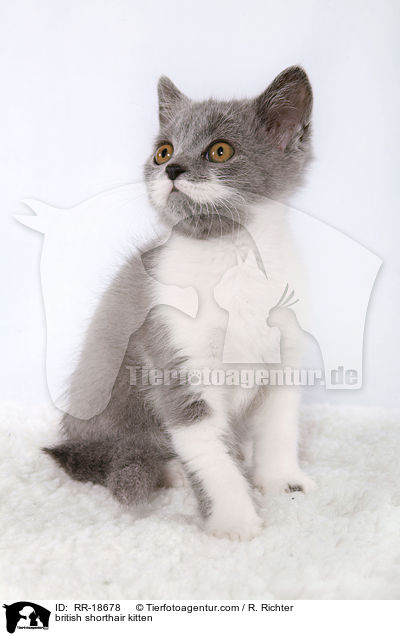 Britisch Kurzhaar Ktzchen / british shorthair kitten / RR-18678