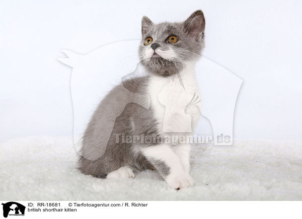 Britisch Kurzhaar Ktzchen / british shorthair kitten / RR-18681