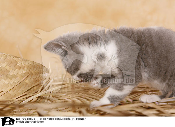 Britisch Kurzhaar Ktzchen / british shorthair kitten / RR-18803