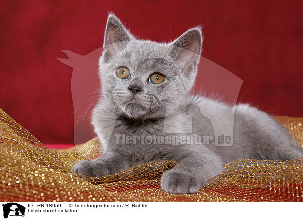 british shorthair kitten / RR-18959