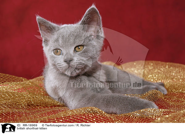 british shorthair kitten / RR-18969