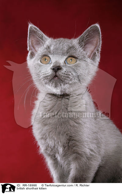 british shorthair kitten / RR-18986