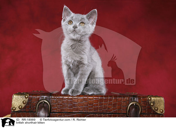 Britisch Kurzhaar Ktzchen / british shorthair kitten / RR-18989