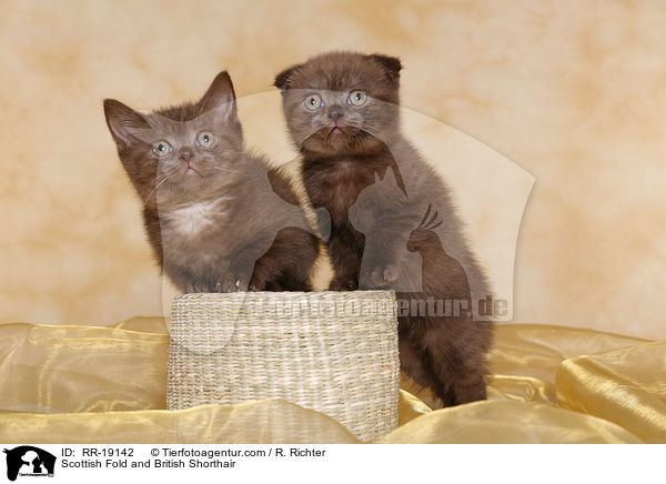 Scottish Fold & Britisch Kurzhaar / Scottish Fold and British Shorthair / RR-19142