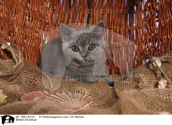 Britisch Kurzhaar / British Shorthair / RR-19314