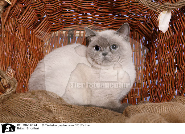 Britisch Kurzhaar / British Shorthair / RR-19324